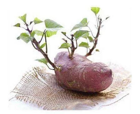 此外红薯发芽的环境一般比较潮湿,发生霉变的几率变大,霉菌在繁殖时会