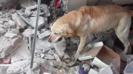 搜救犬用尽全力在地震重灾区救出7人却在完成任务后闭上了眼