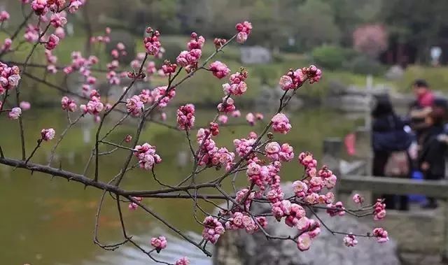 梅花终于开啦快来绵阳这5个地方闻2018第一阵梅花香