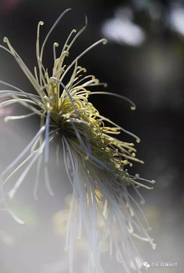 孤标傲世偕谁隐?一样花开为底迟?独坐幽篁人不知,深林芬妍吾作陪.