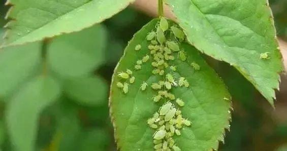 杀灭蚜虫,用草木灰水 养 花 大 全 蚜虫的繁殖能力强,多见于月季花上