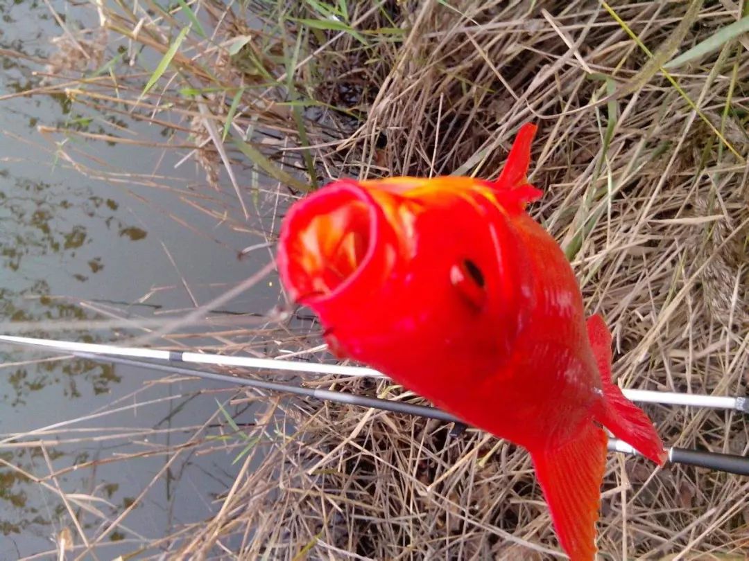 河里钓上来的全是这种红色的鲫鱼,吃起来味道还真不错