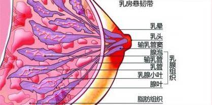 乳腺癌早期乳房皮肤可出现轻度的凹陷,医学上称为"酒窝症"