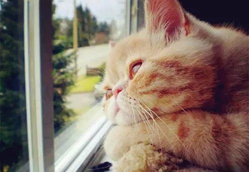 猫在窗边晒太阳:铲屎官专属bgm