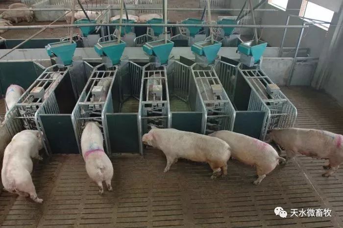 国内又落后了|国外规模猪场以采用自动饲喂站管理母猪