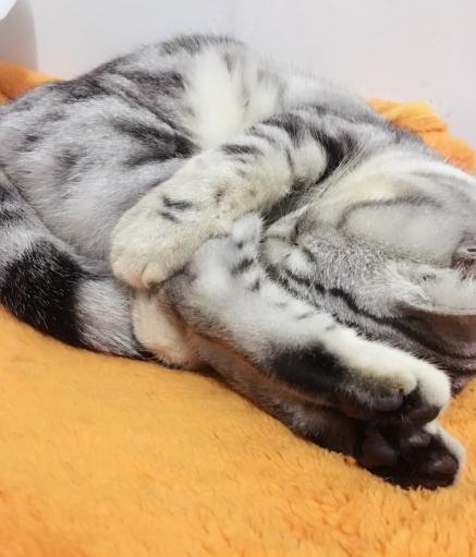 猫咪抱着自己的小尾巴睡觉,不多占地方,不给别人添麻烦!超乖