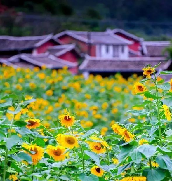 大量外来人口对攀枝花杨花_攀枝花花图片(3)