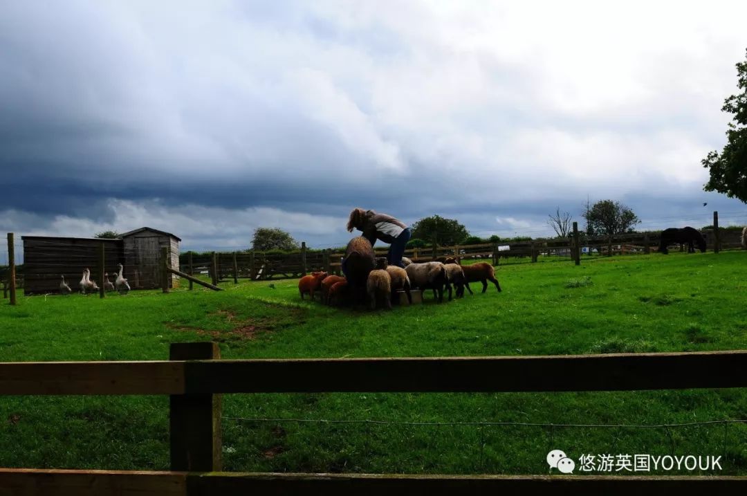 让人着迷的科兹沃尔德农场乐园 cotswold farm park