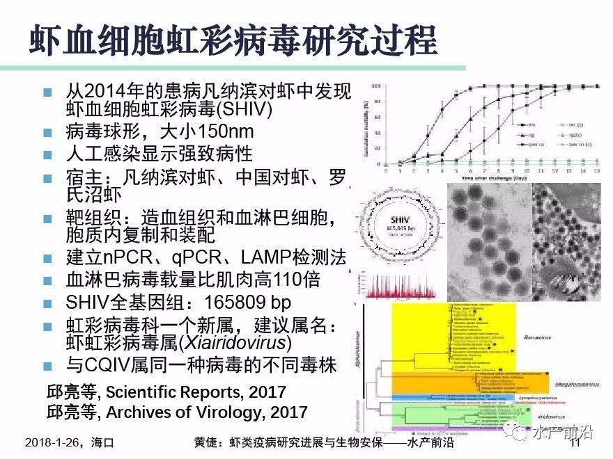 对虾"黑脚病"是机械损伤感染细菌?黄倢表示或是其它原因