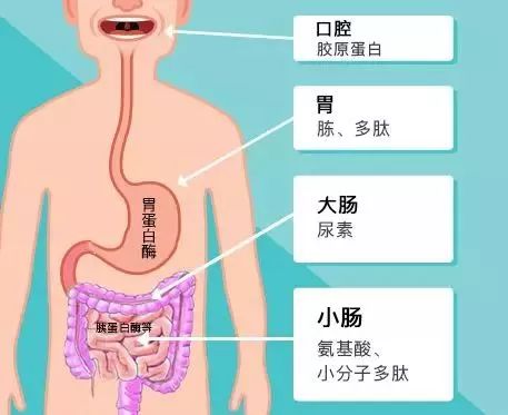 和其他蛋白质一样,胶原蛋白经口摄入后会被人体的消化系统分解,代谢成