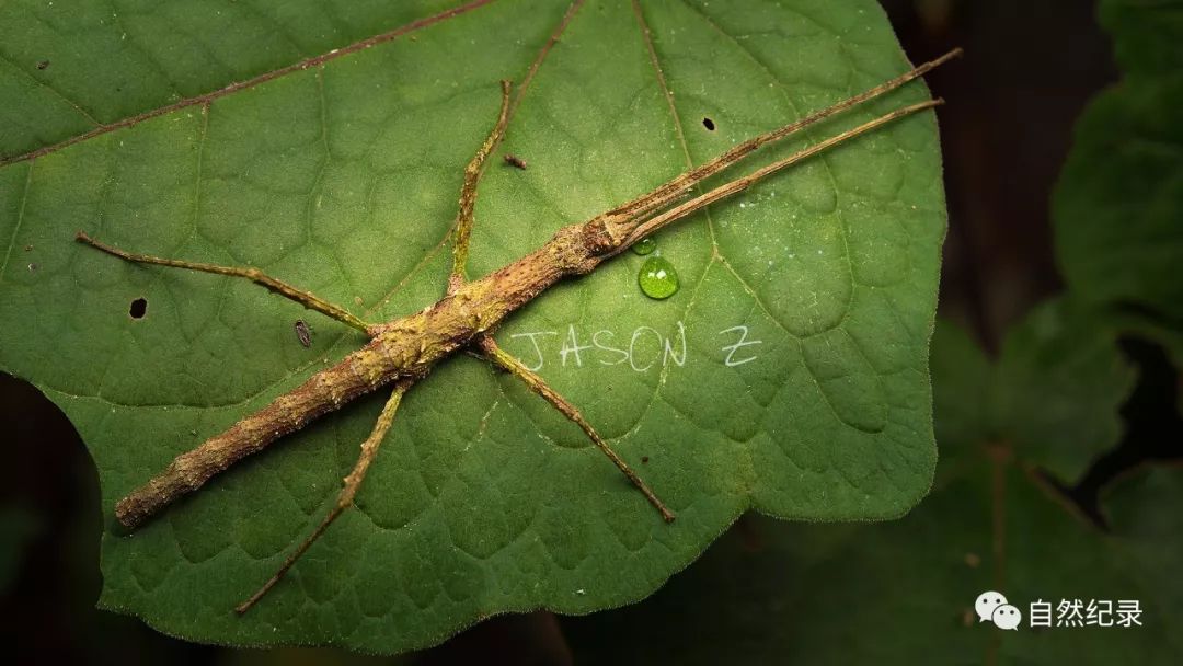 雄虫眼斑螳某竹节虫某竹节虫眼斑螳的若虫可爱的花狭口蛙抵达景洪之时