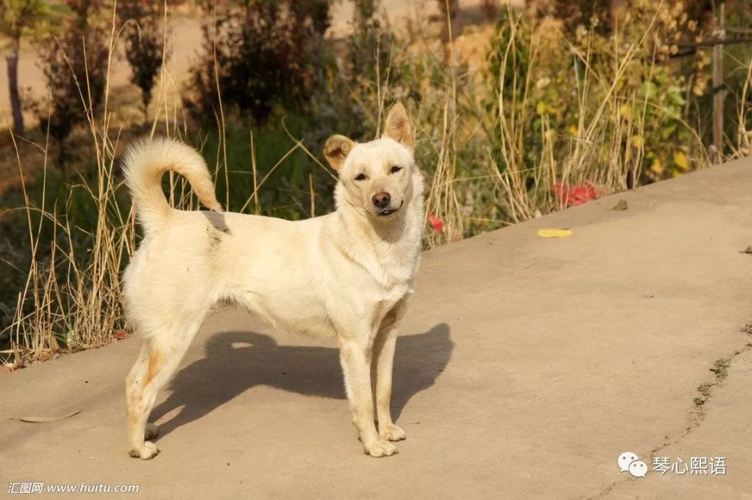 狗年说狗舍命救主的义犬