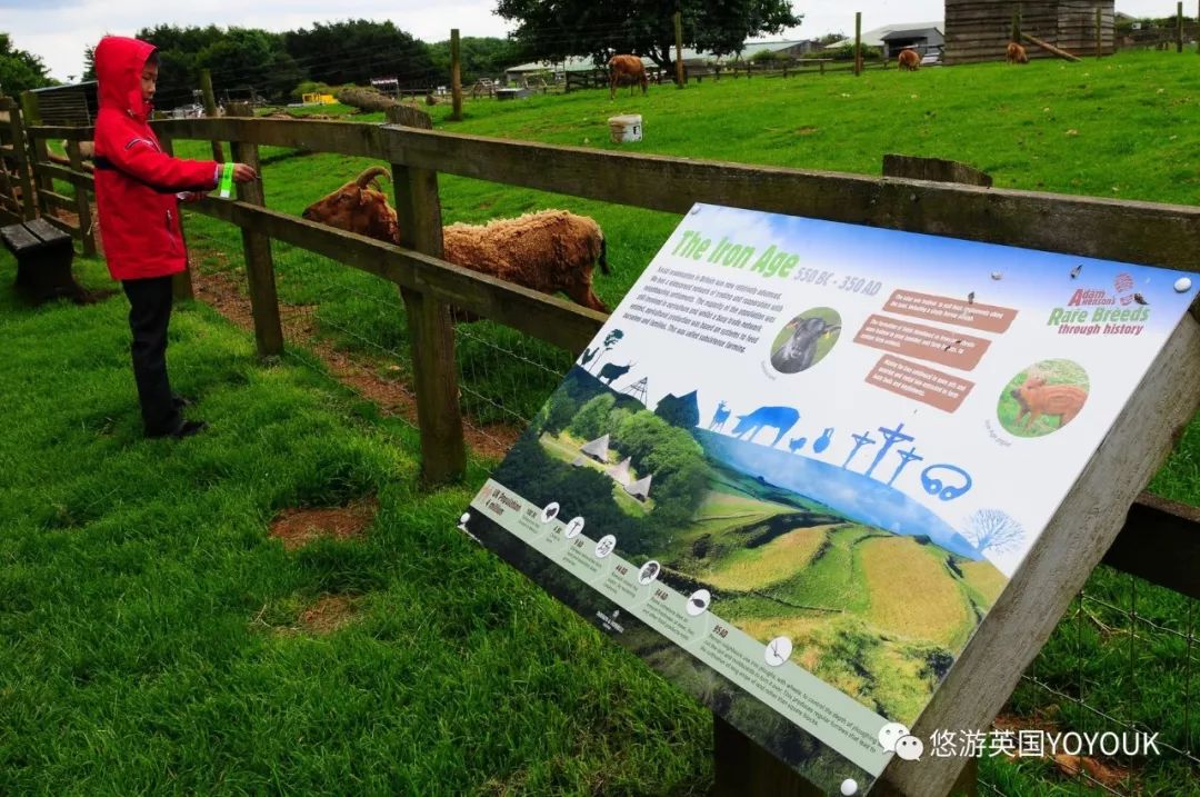 让人着迷的科兹沃尔德农场乐园 cotswold farm park