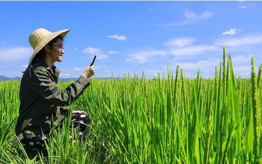 开云平台APP下载：在农村种地不妨试试这几个方法来提高自己的收入(图3)