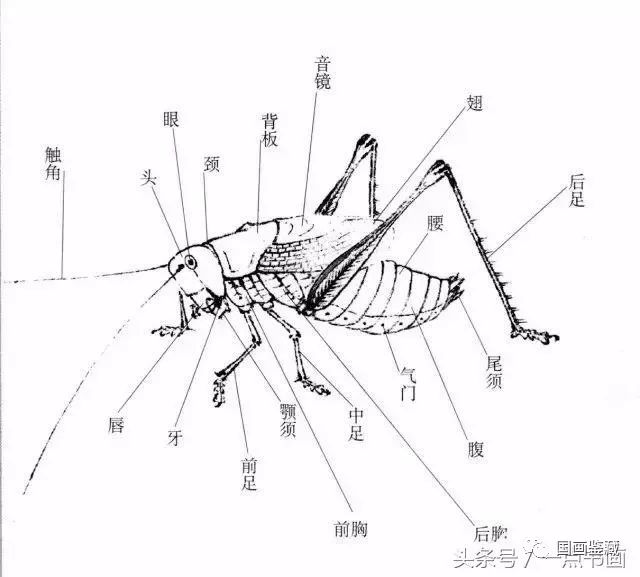 蝈蝈工笔和写意画法