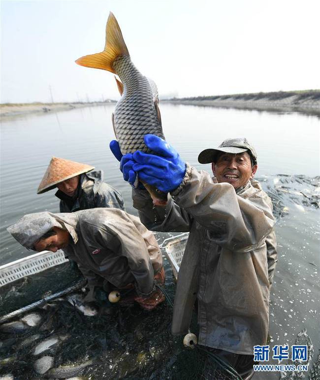 2月8日,湖北省潜江市龙湾镇渔民在捕鱼.新华社发(吴燕军摄 返回搜