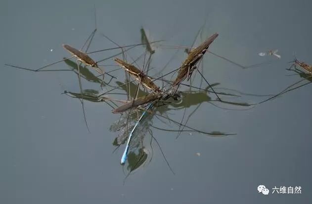 武侠中轻功水上漂 来源这种水面上行走自如的水黾昆虫