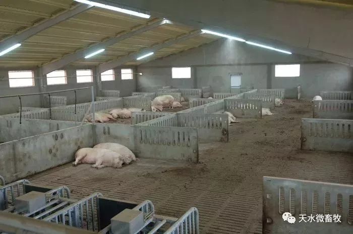 国内又落后了国外规模猪场以采用自动饲喂站管理母猪群