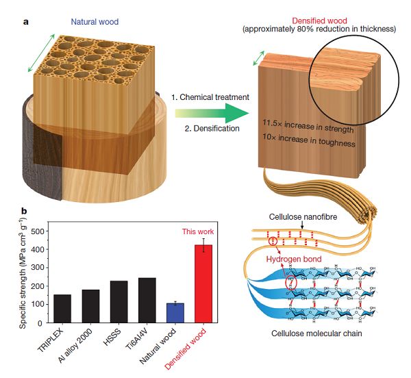 胡良兵nature:小小木材到高性能结构材料的飞跃