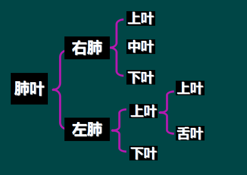 1.肺叶段x线解剖