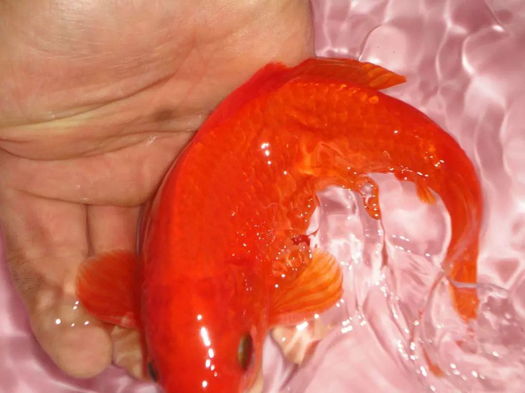 欢迎的养殖品种,是金鱼最古老的品种,是红黄鲫鱼向金鱼过渡的最初类型