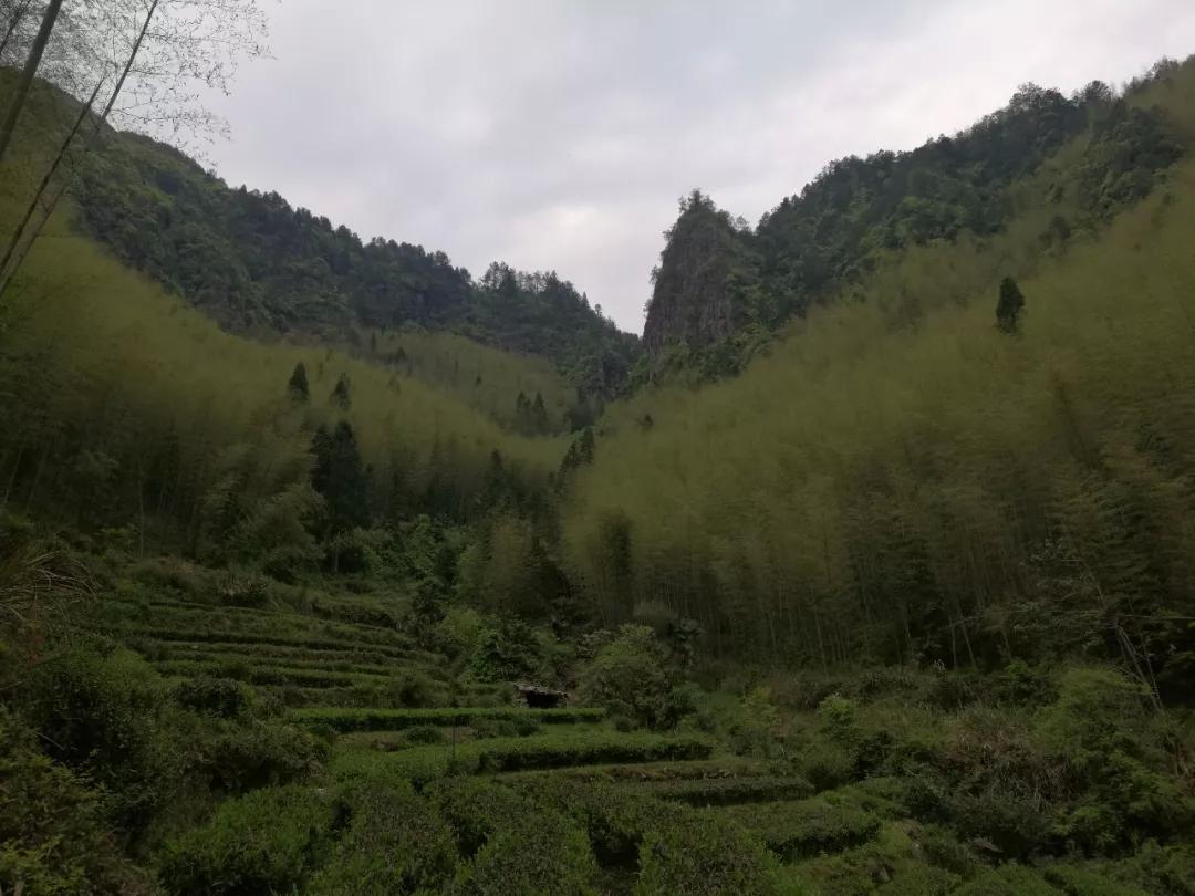 转水竹海位于龙溪乡转水村,面积600多亩,最高的竹子高达20米,胸径达50