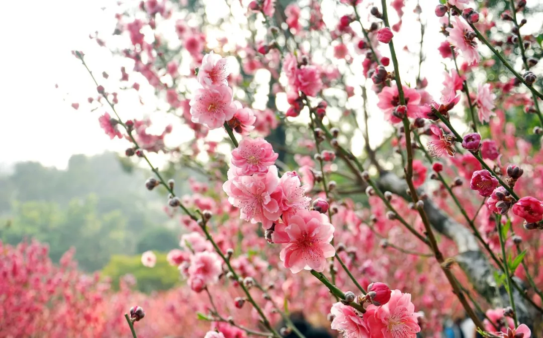 什么什么观花的成语_成语故事走马观花图片(3)