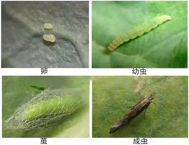 药剂防治:选用斑潜蝇杀星2000～2500倍液,阿维菌素类药剂2000～3000