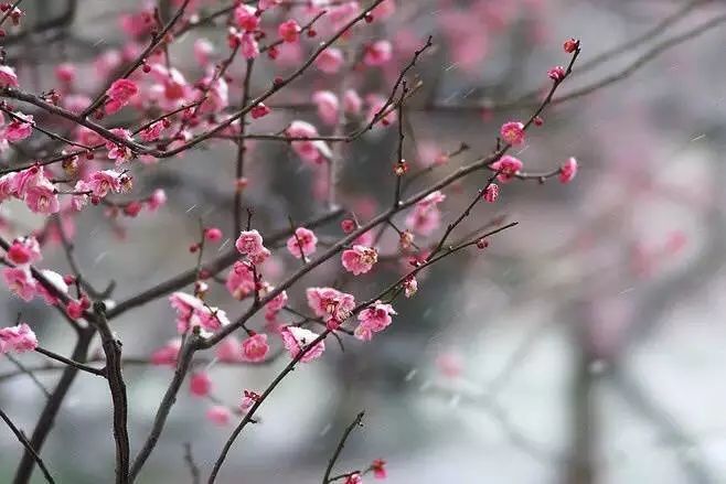 一株梅花一记朱砂