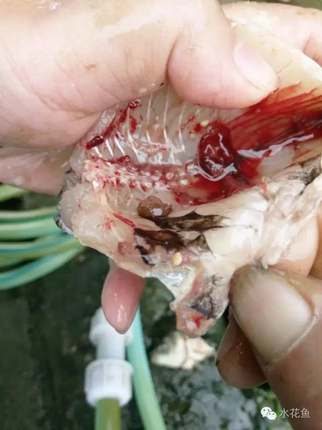 不可忽略的鱼类寄生虫病---扁弯口吸虫