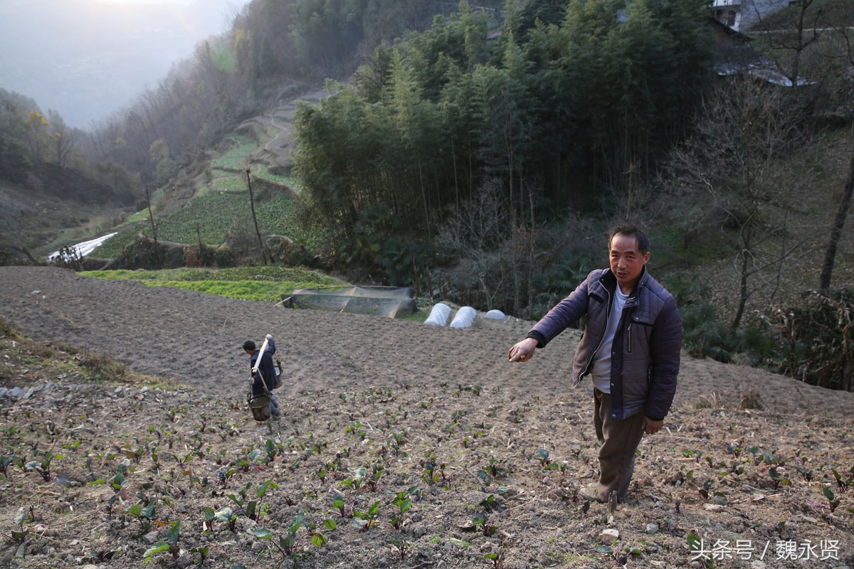 挖了20年煤的汉子返乡养牛种地 心里踏实了