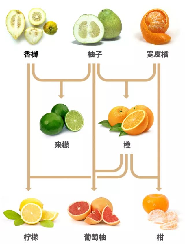 橙什么橘什么的成语_成语故事图片(2)