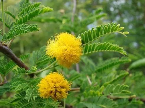 金合欢是澳大利亚的国花.花语:稍纵即逝的快乐.