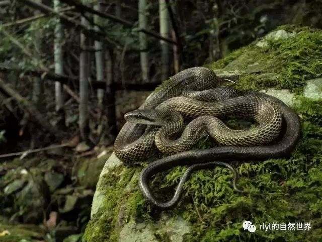 锦蛇属elaphe简明介绍多图慎入