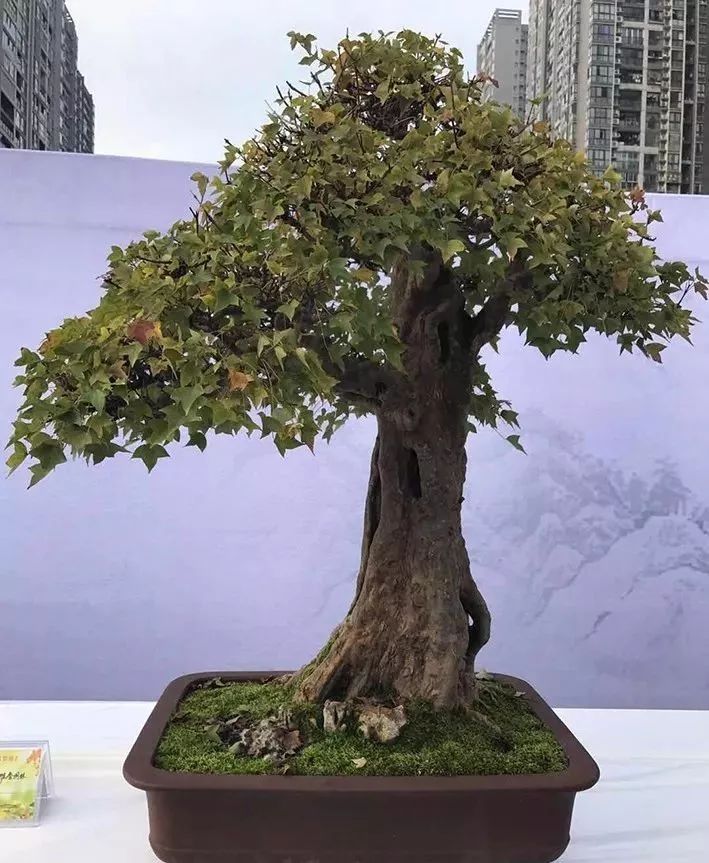单干大树型盆景造型技法