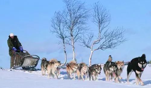 为什么雪橇犬不能拉雪橇?这样真的对狗有害吗?