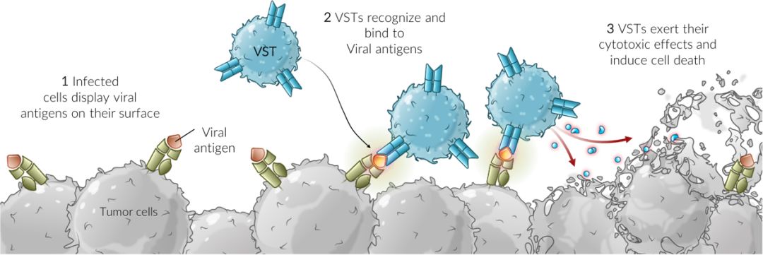 vst(virus-specific t cell)是一种特异性产生于病毒感染的t细胞