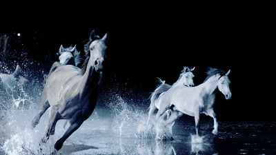 在灯光的笼罩下散发着强烈的吸引力 让马儿们可以肆意的奔跑 不需要