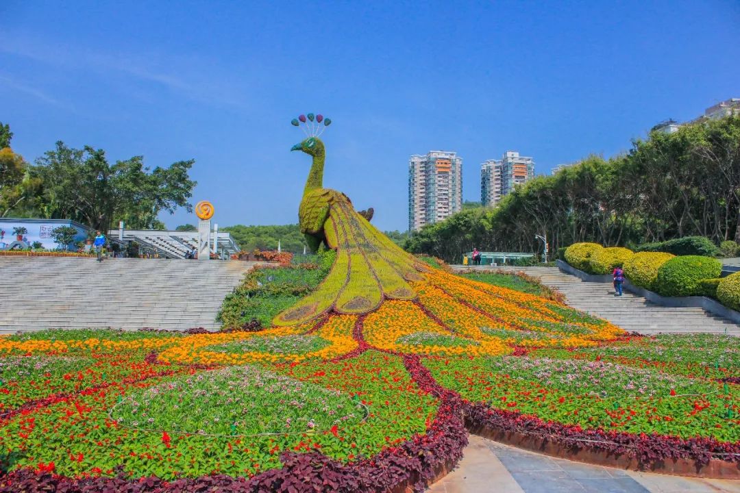 今天起,园博园将成为深圳最美茶花海,仅开放24天!
