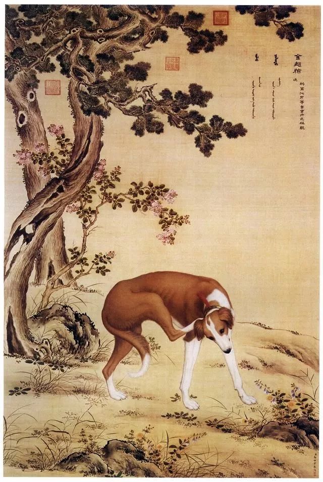 明朝第五位皇帝曾亲自为细犬作画之外,不得不提的是意大利画家 郎世宁