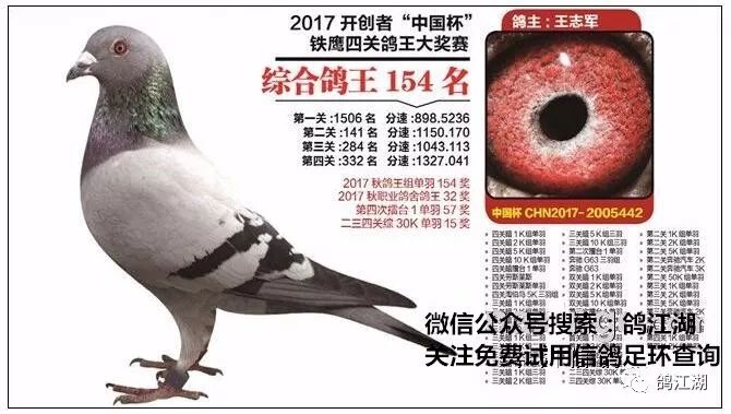 第十羽,17年北京开创者铁鹰四关综合鸽王77名,身价100万.