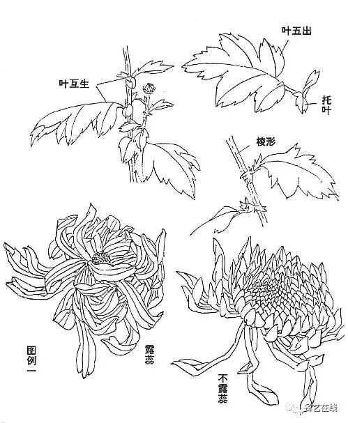 国画技法:菊花的画法