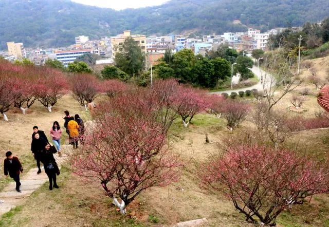 是春节期间 游玩的好去处 这个地方就是 长乐区将军山梅园 梅花盛开