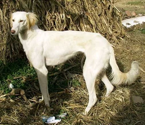 中国哮天犬,健美优雅不输洋狗