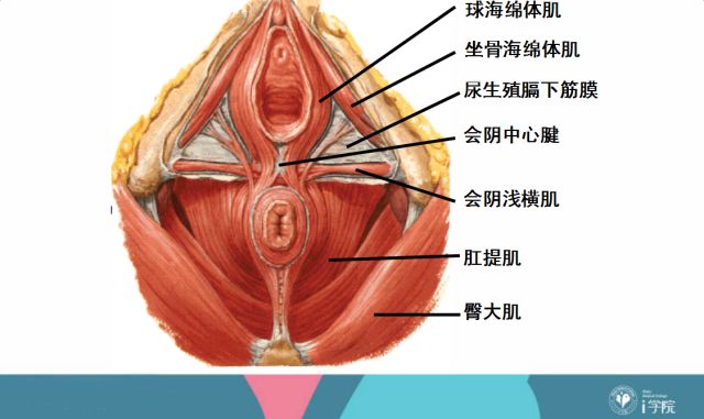 会阴U型Y型裂伤缝合你真的掌握了吗？快来看手术视频学习吧