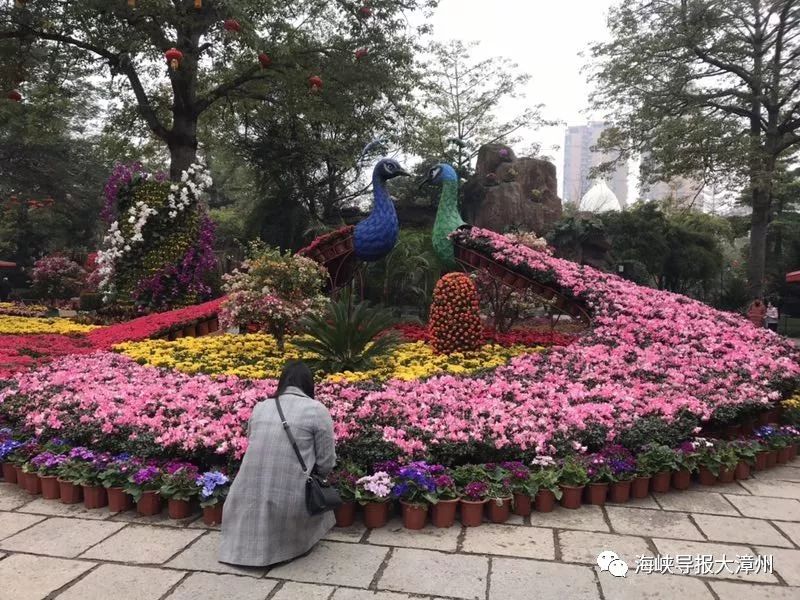 【漂亮】今日,市区中山公园年宵花卉展开始了,缤纷花海,你去逛了吗?