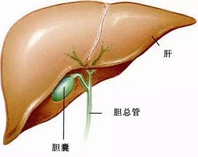 廖医生说,对于一些比较大的,药物不起作用的结石可通过手术直接切除