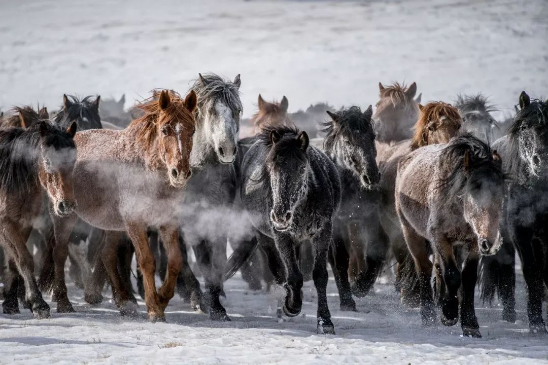 冰天雪地拍下的一幕幕蒙古马影像 告诉你什么是万马奔腾!