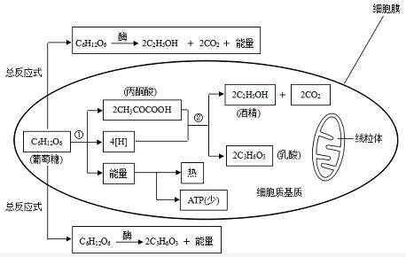 2.24有氧呼吸与无氧呼吸的比较