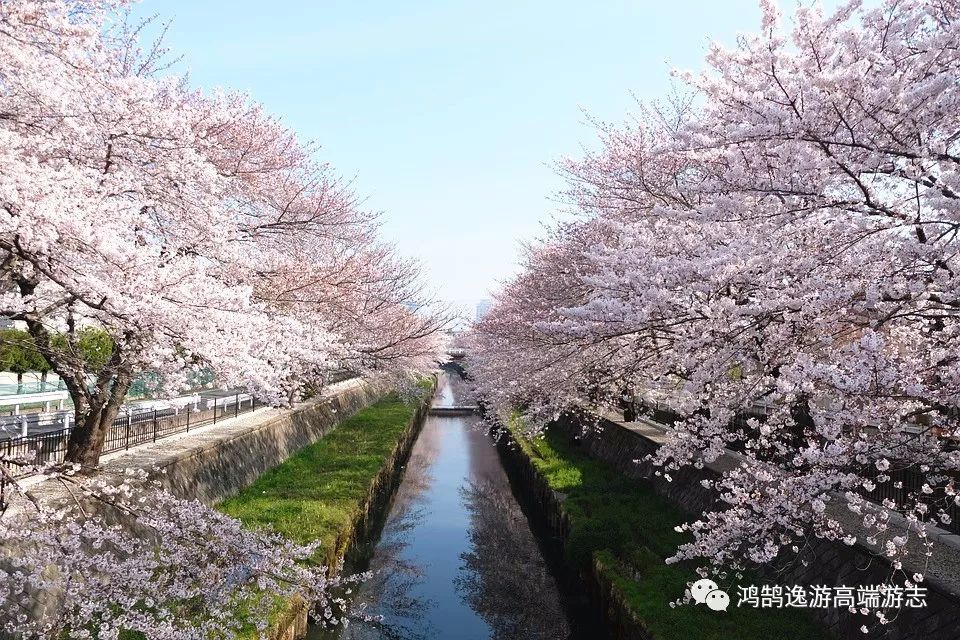 东京和福冈则预想是在24日前后▲吉野樱花▲东京千鸟渊赏夜樱▲濑户